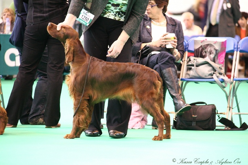 Crufts2011 125.jpg